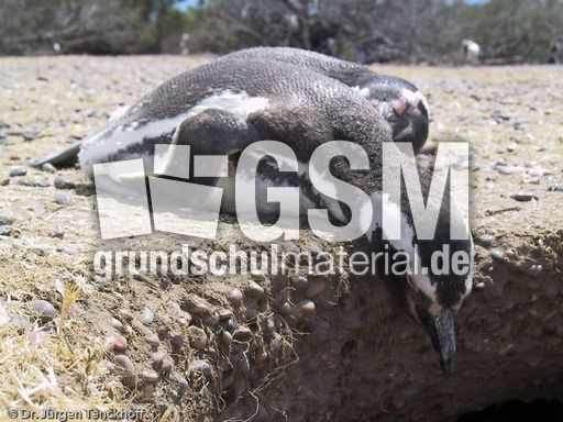 Magellanpinguin (13 von 32).jpg